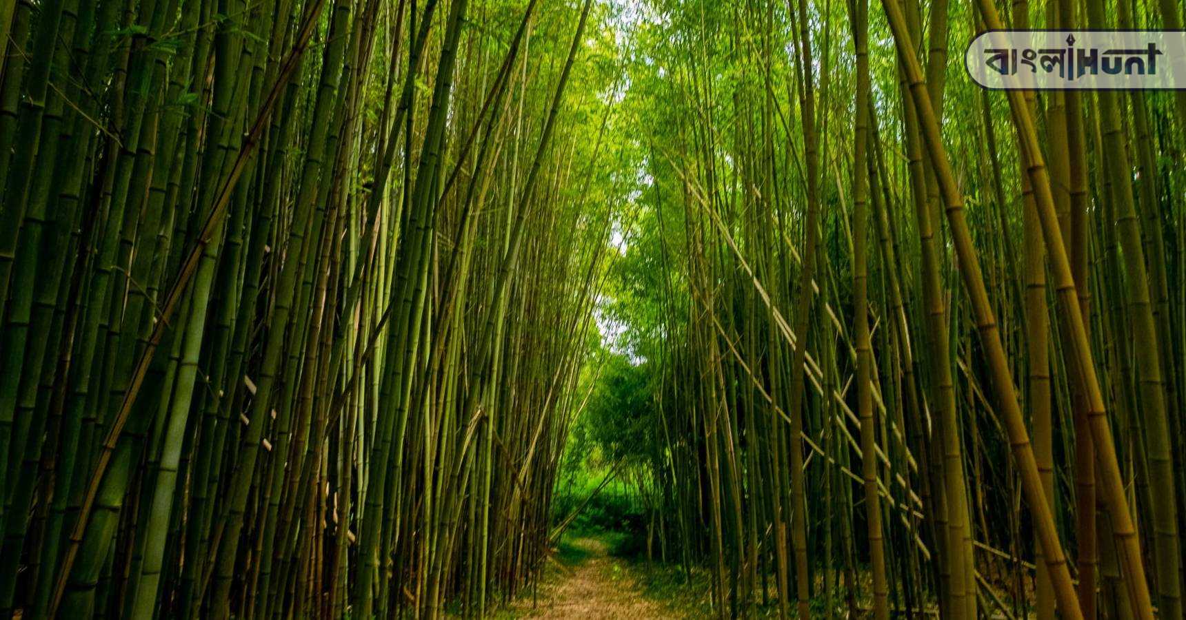 Bamboo cultivation