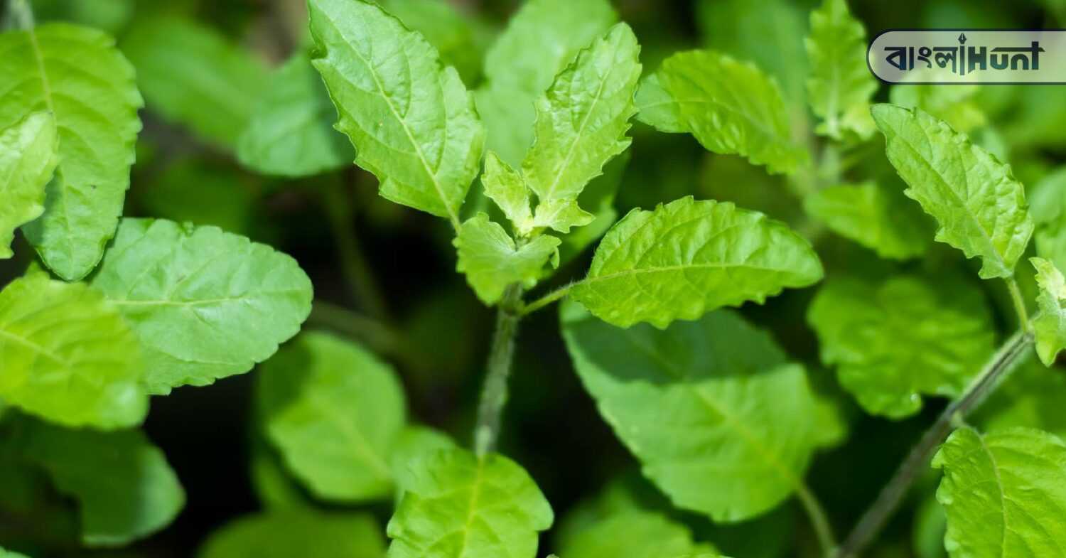 Tulsi leaves 