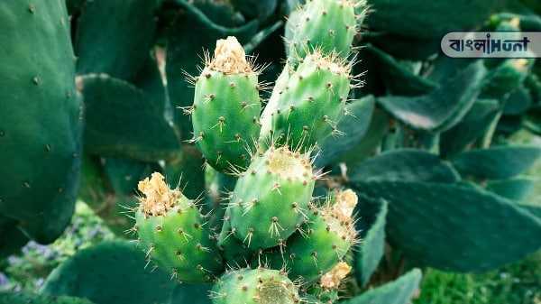 scope of cactus farming.