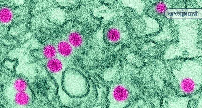 zika virus