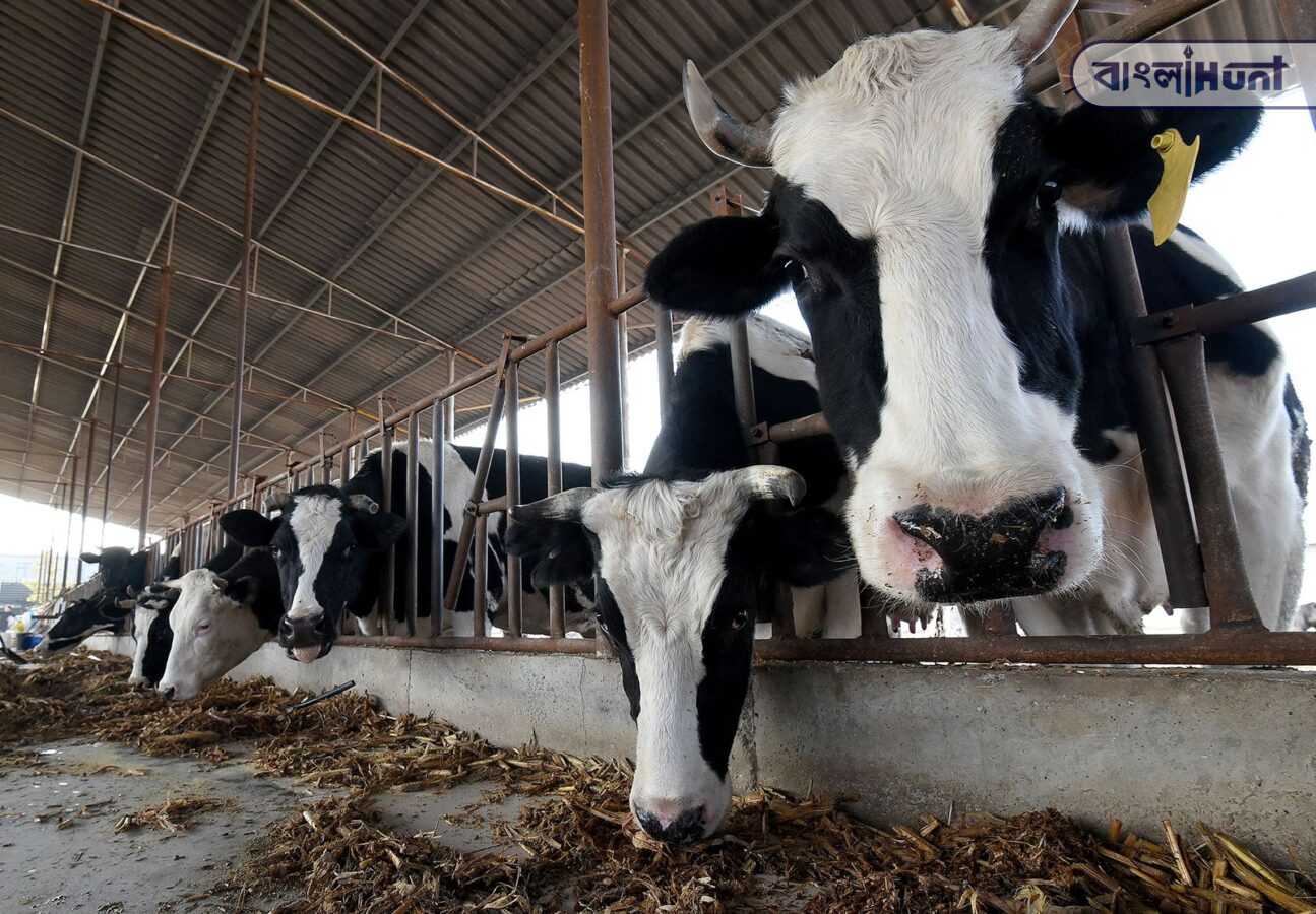 230202084836 cows china file