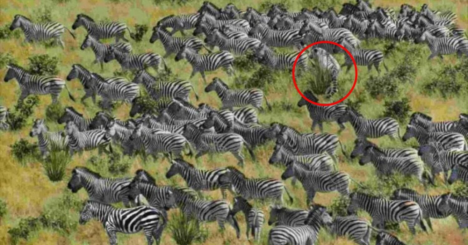 optical illusion solve (21)