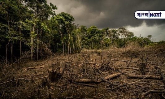 Deforestation in the amazon 1