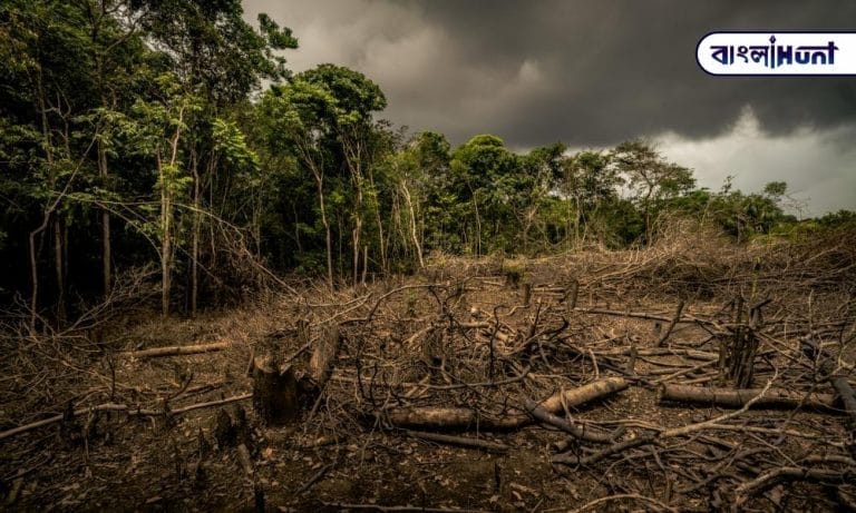 Deforestation in the amazon 1