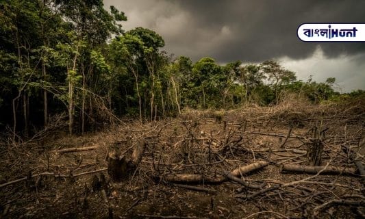 Deforestation in the amazon