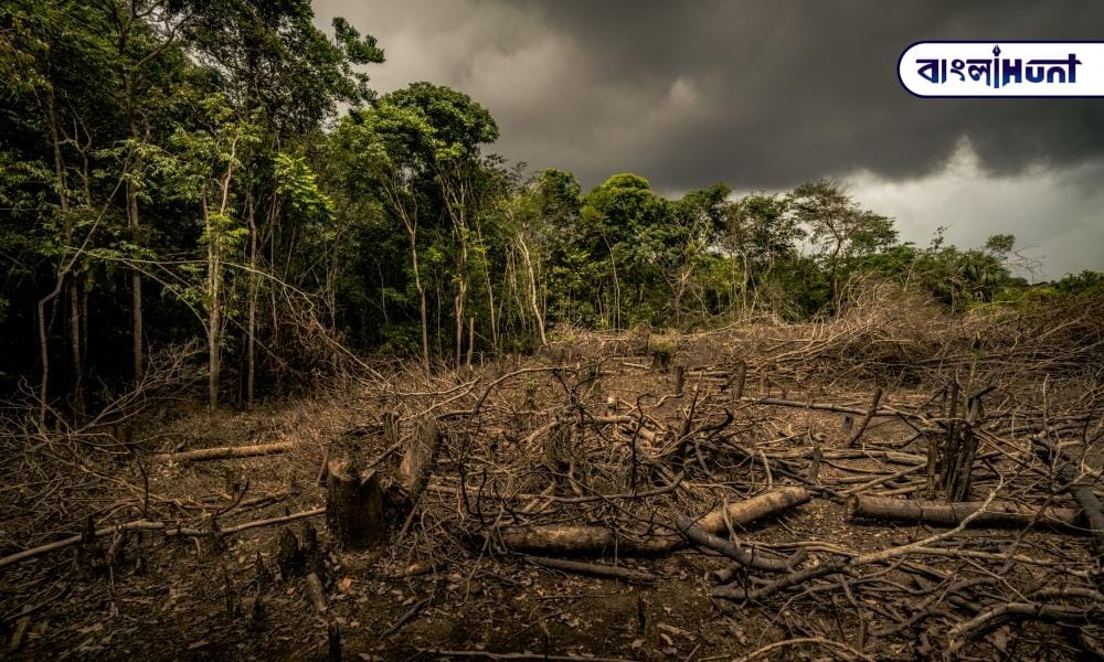 Deforestation in the amazon