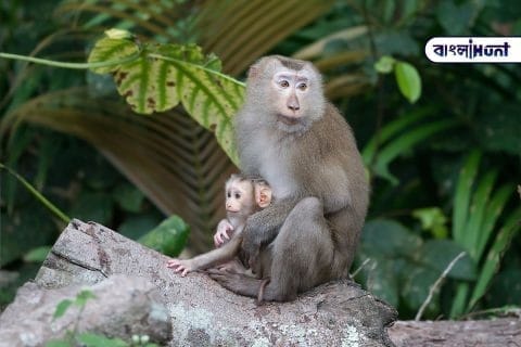 1200px Macaca leonina mother with baby Khao Yai