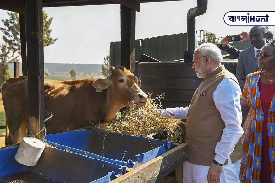 Narendra Modi feeds a cow