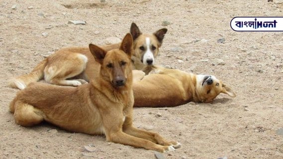 Trio Of Dogs Janet Egypt 1200x628.v1