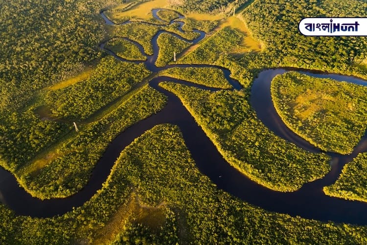 how to save amazon rainforest 6