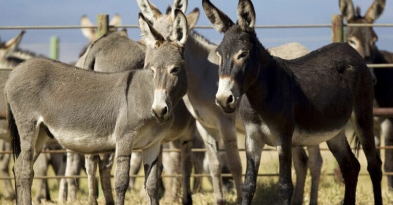 DONKEY 1