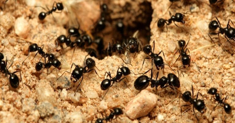 Ant population