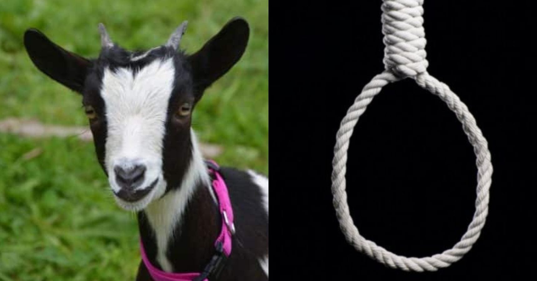 SUICIDE GOAT