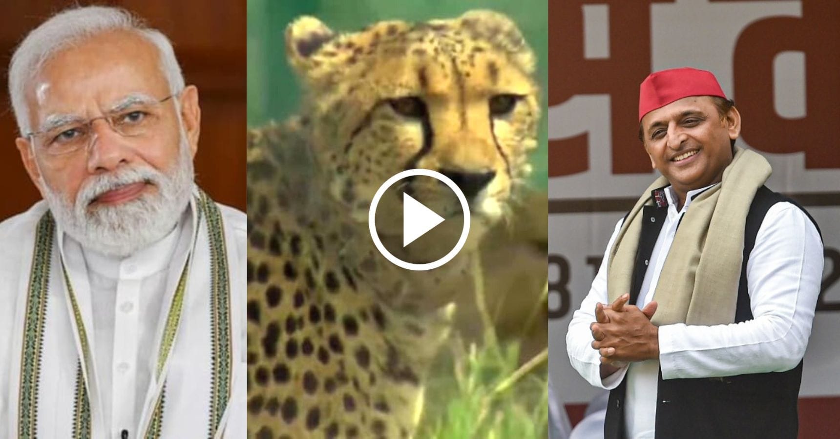 akhilesh modi cheeta