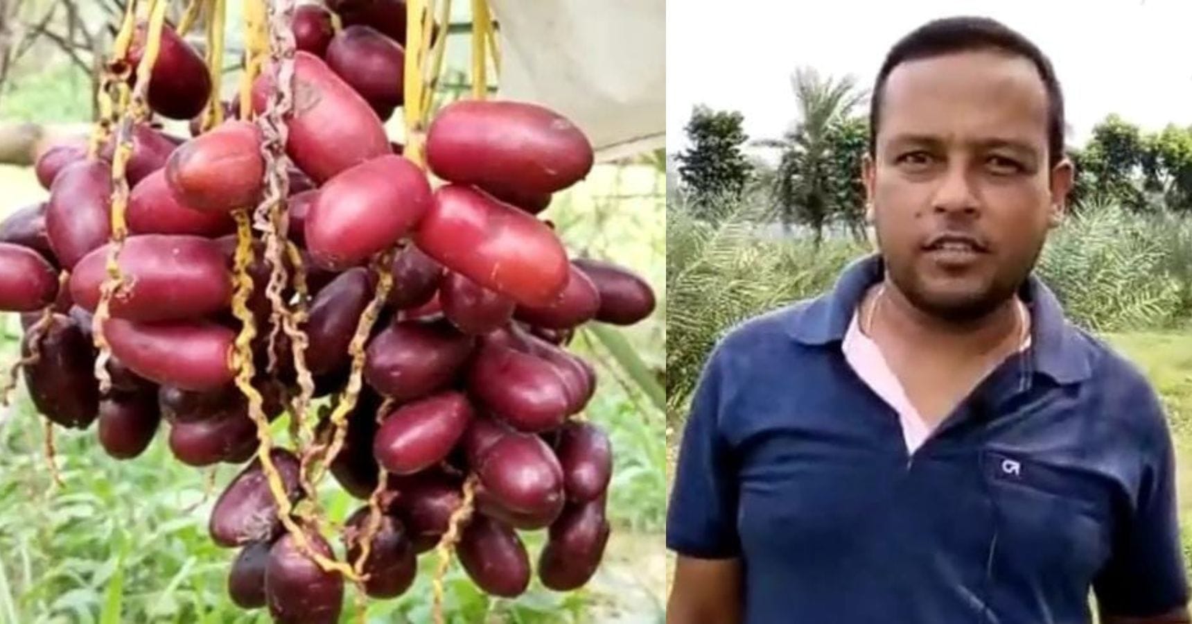 arabian dates Farming