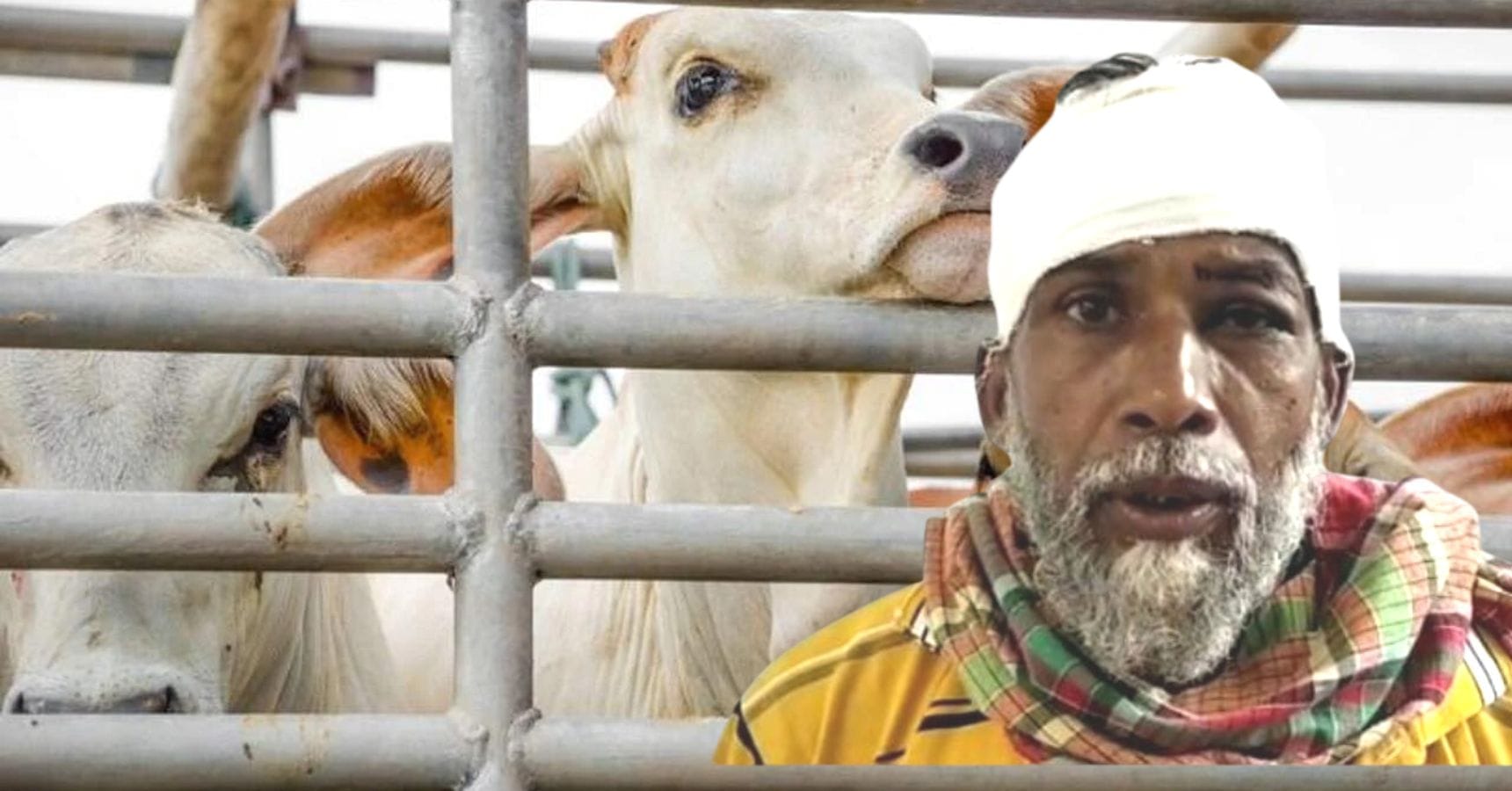 Cow smuggling