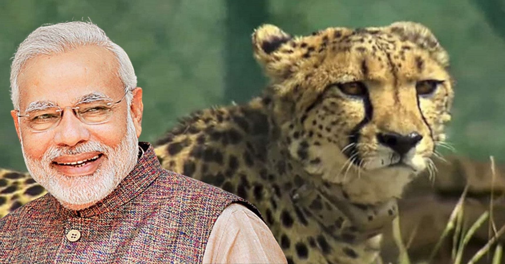 Modi Asha Cheetah