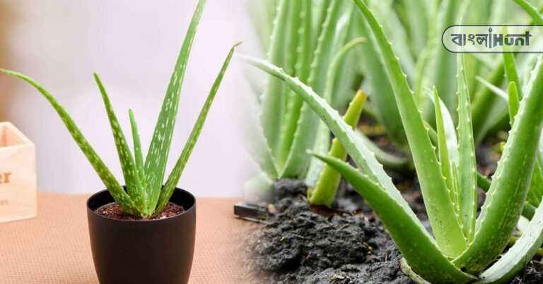 aloe vera