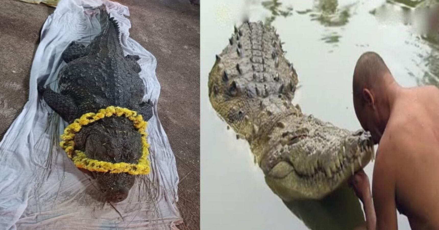 babiya crocodile