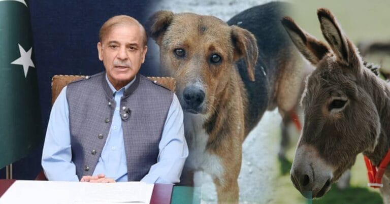 paki dog donkey
