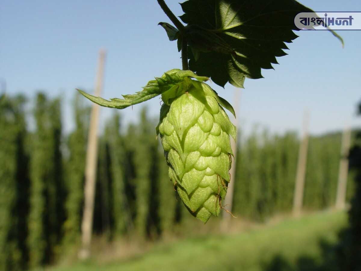 Hopfendolde mit hopfengarten