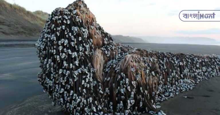 Gooseneck Barnacles 2