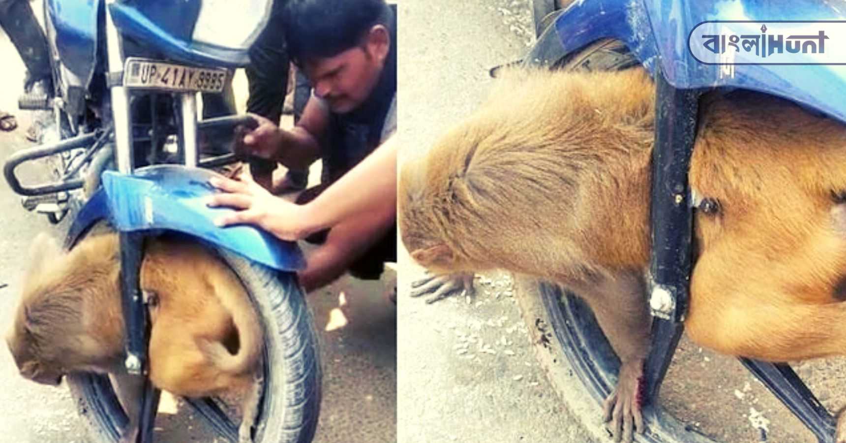 Monkey Viral