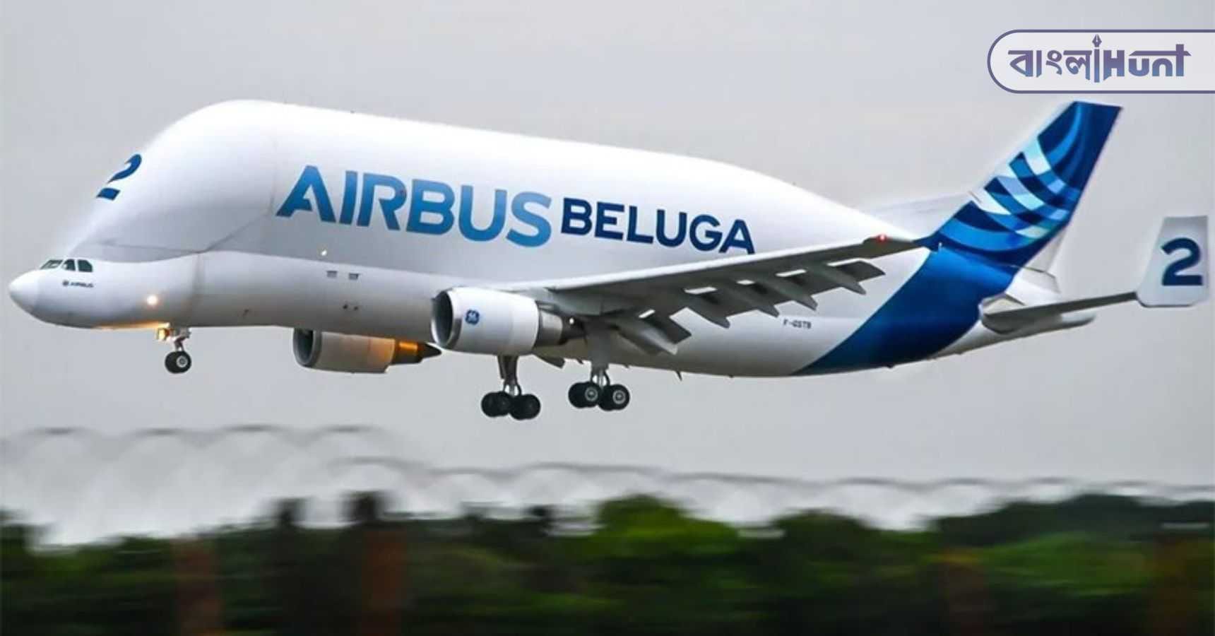 Beluga