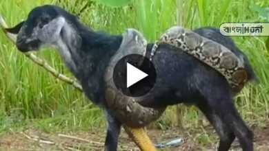 Python,Attack,Goat,Indonesia,Viral,Video,Viral Video