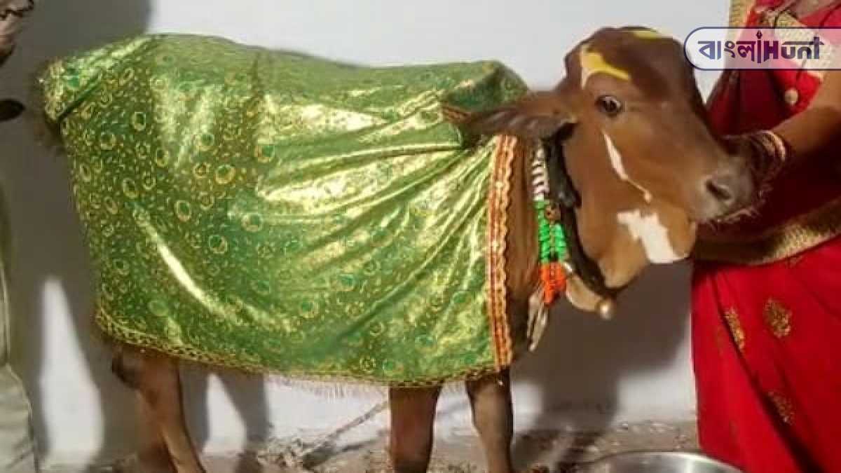 cow marriage 