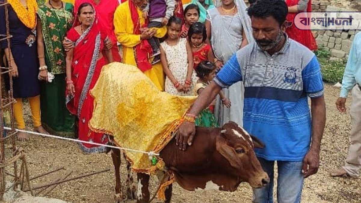 cow marriage 