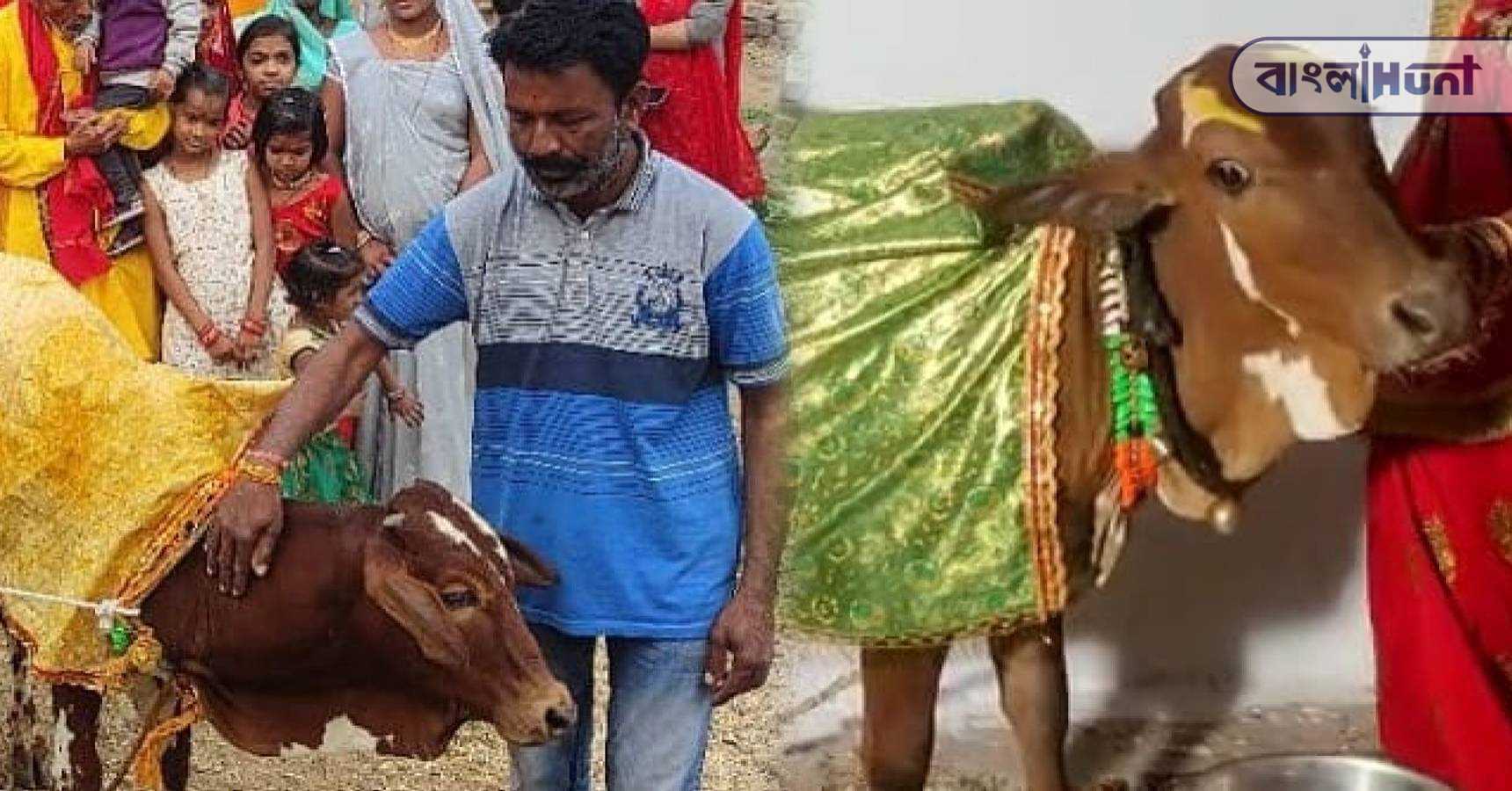 cow marriage