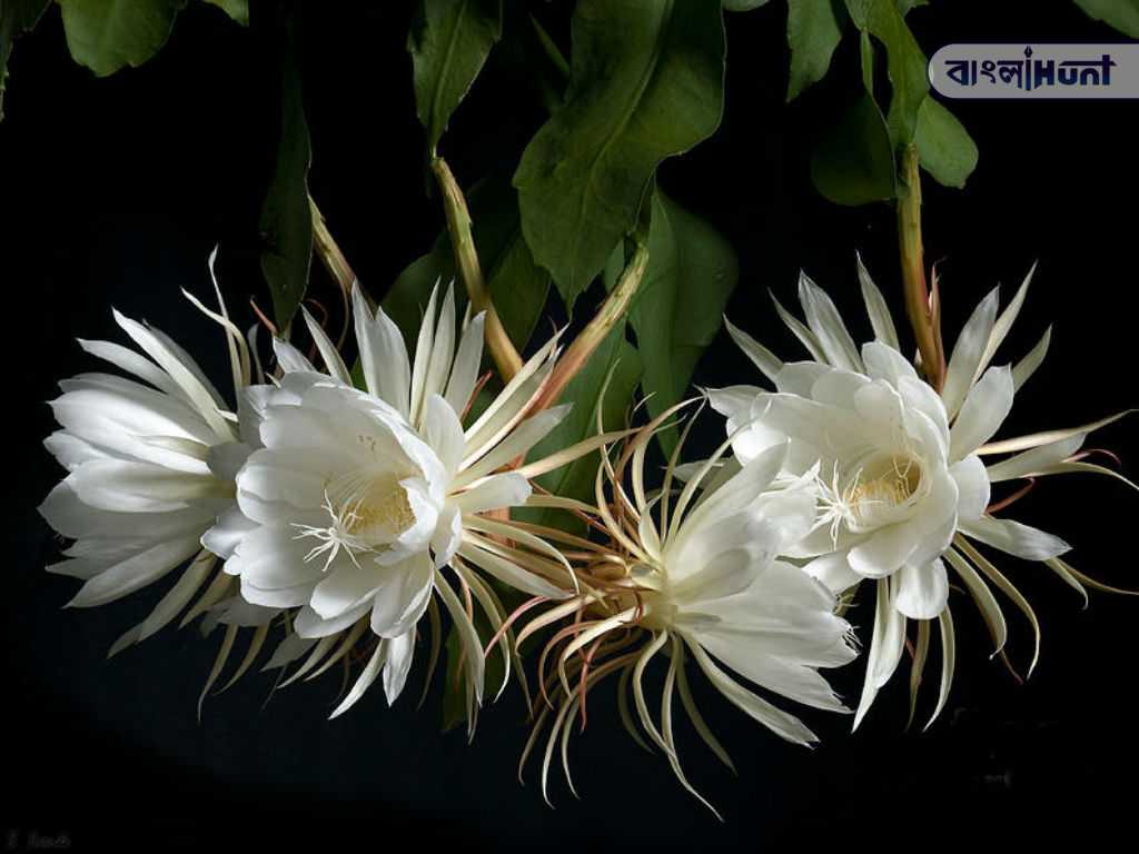 Epiphyllum oxypetalum Dutchmans Pipe Cactus3