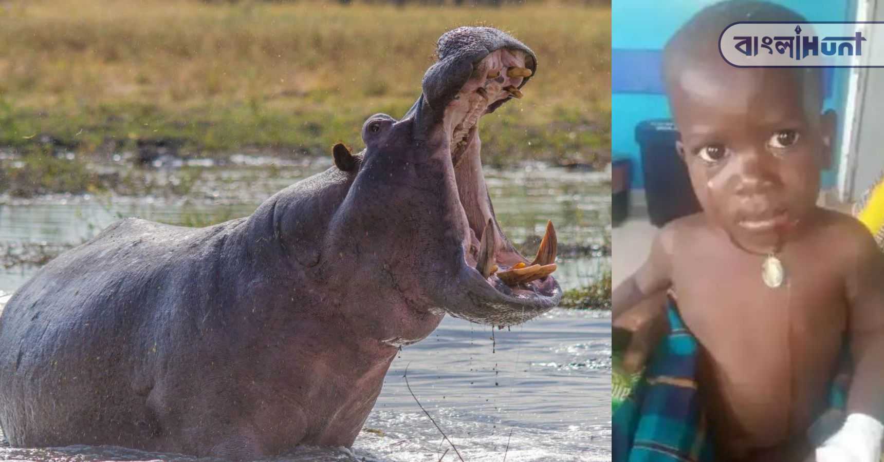 hippo swallows toddler