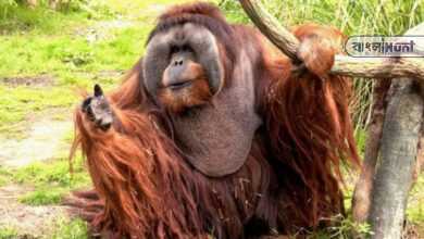 oldest male orangutan rudi