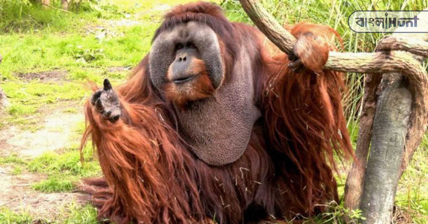 oldest male orangutan rudi