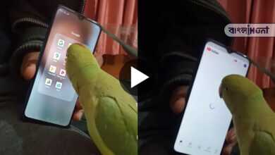 Parrot video