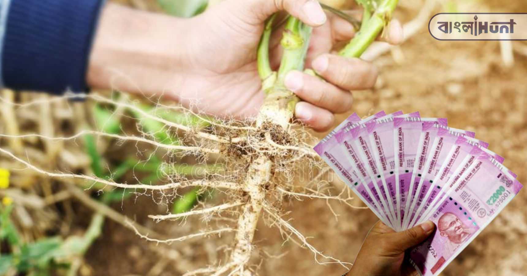 lucky plant roots