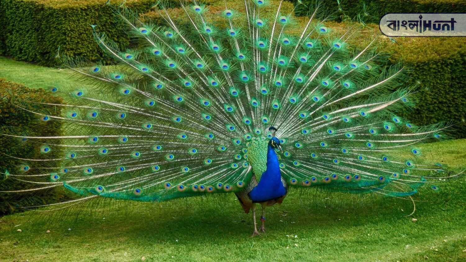 peacock 2