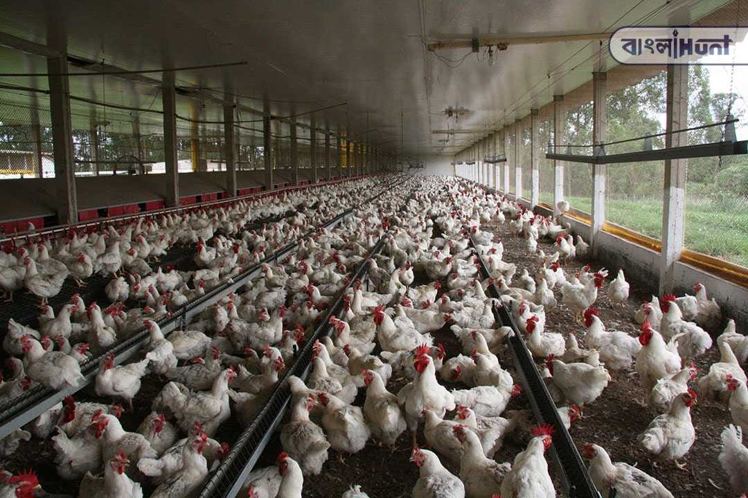 Pakistan poultry theft