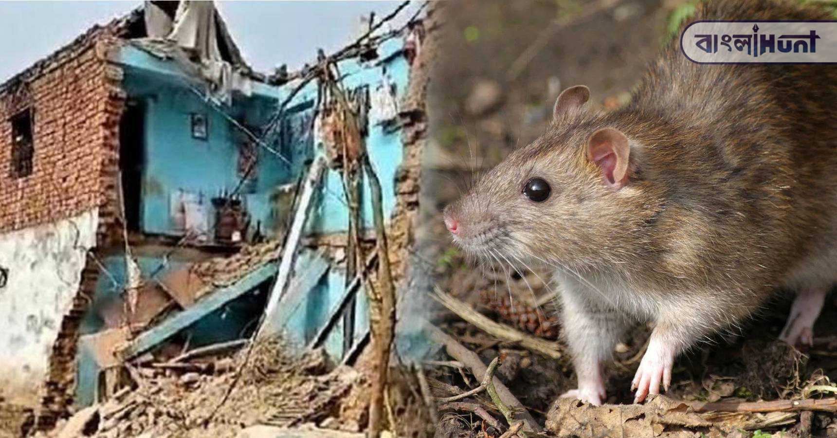 rat saved life