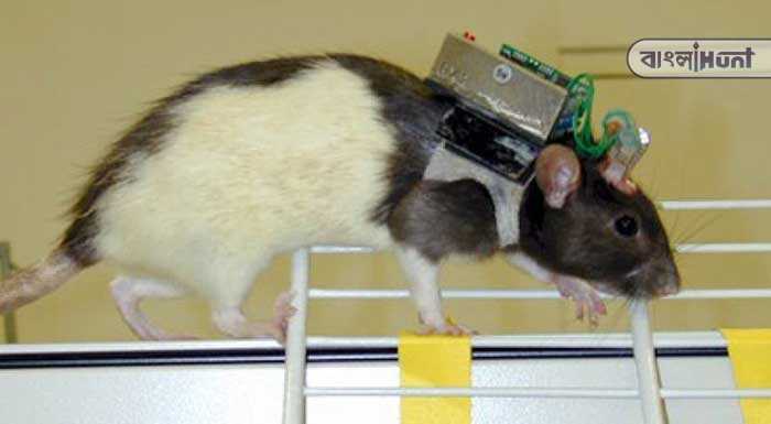 rat cyborg 