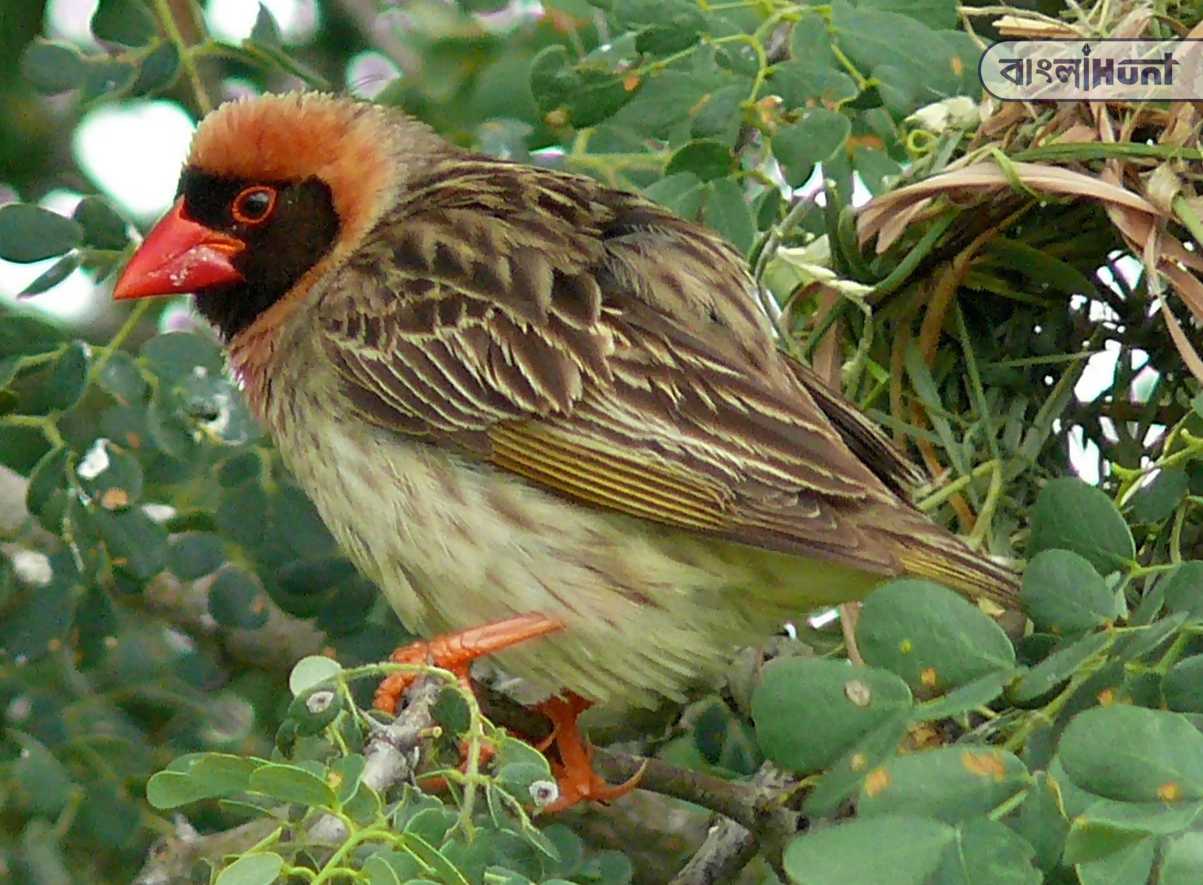 Red Billed Quelea