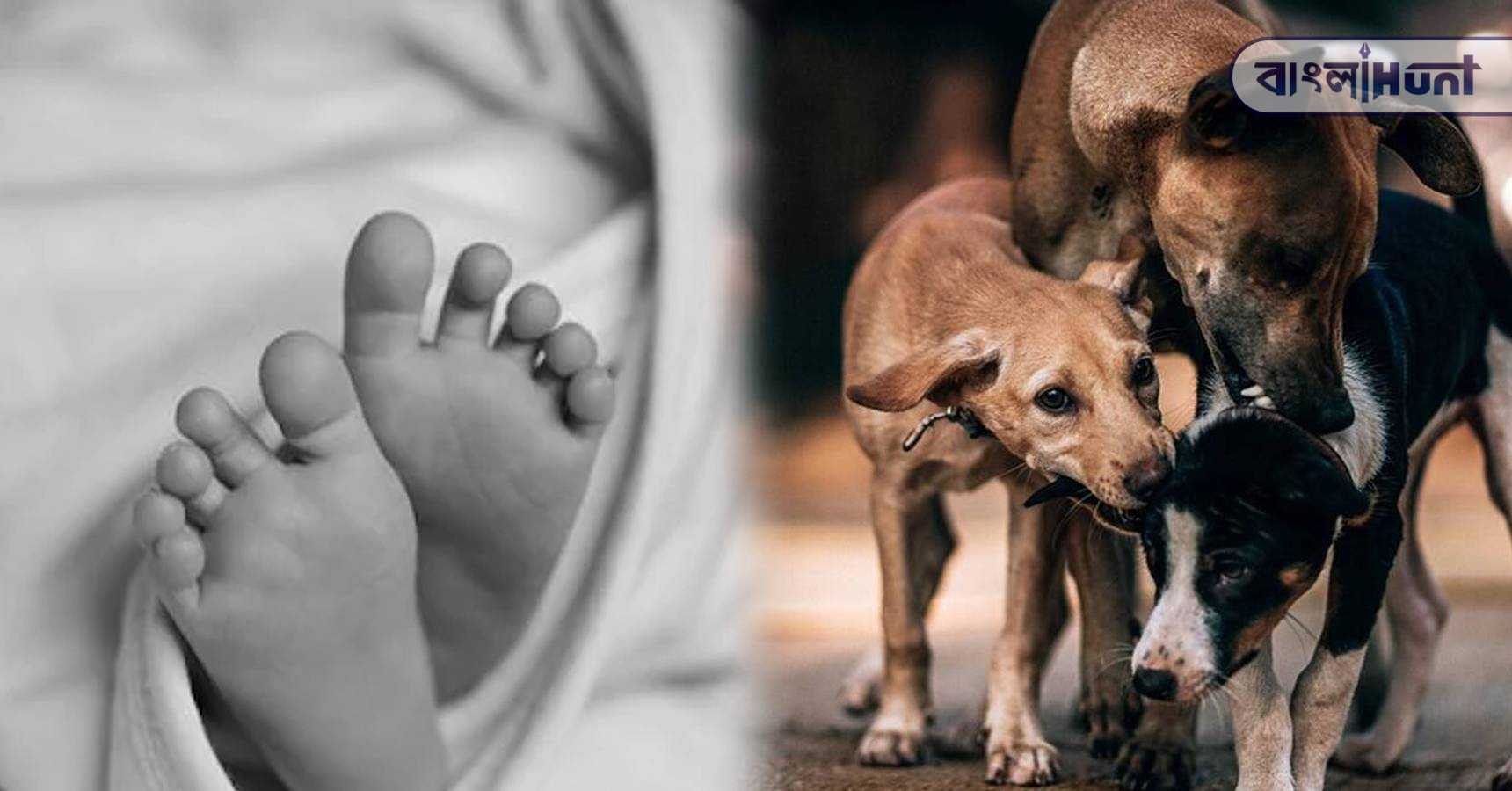 street dog protects baby body