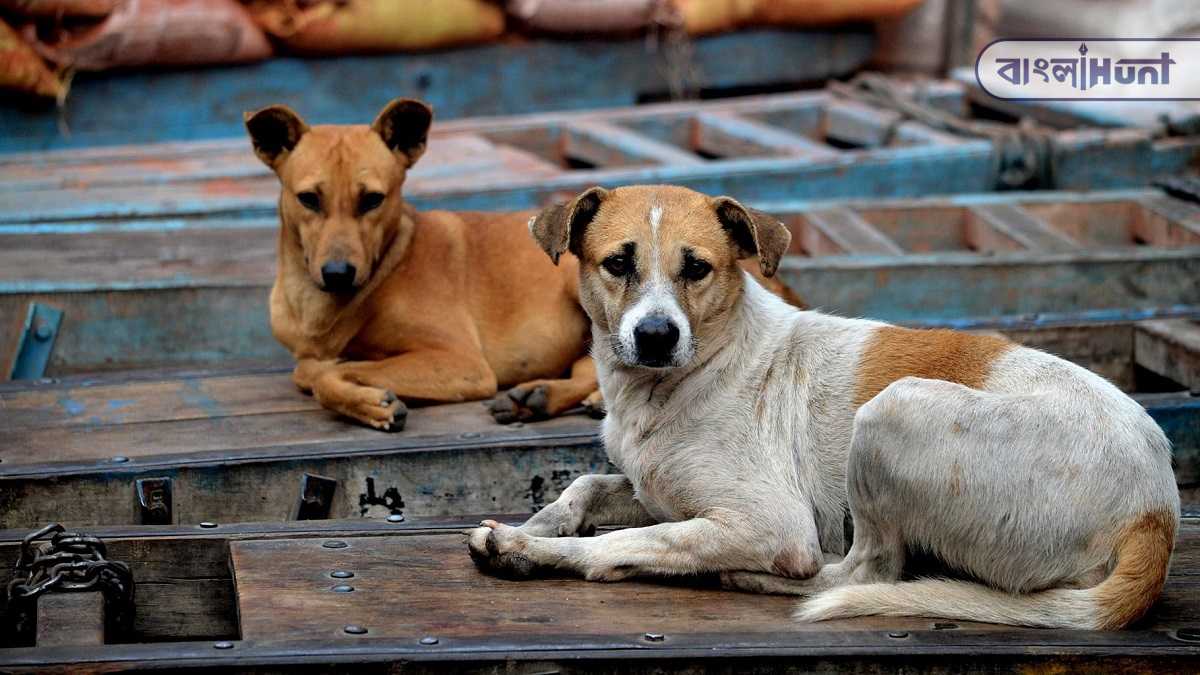 street dogs