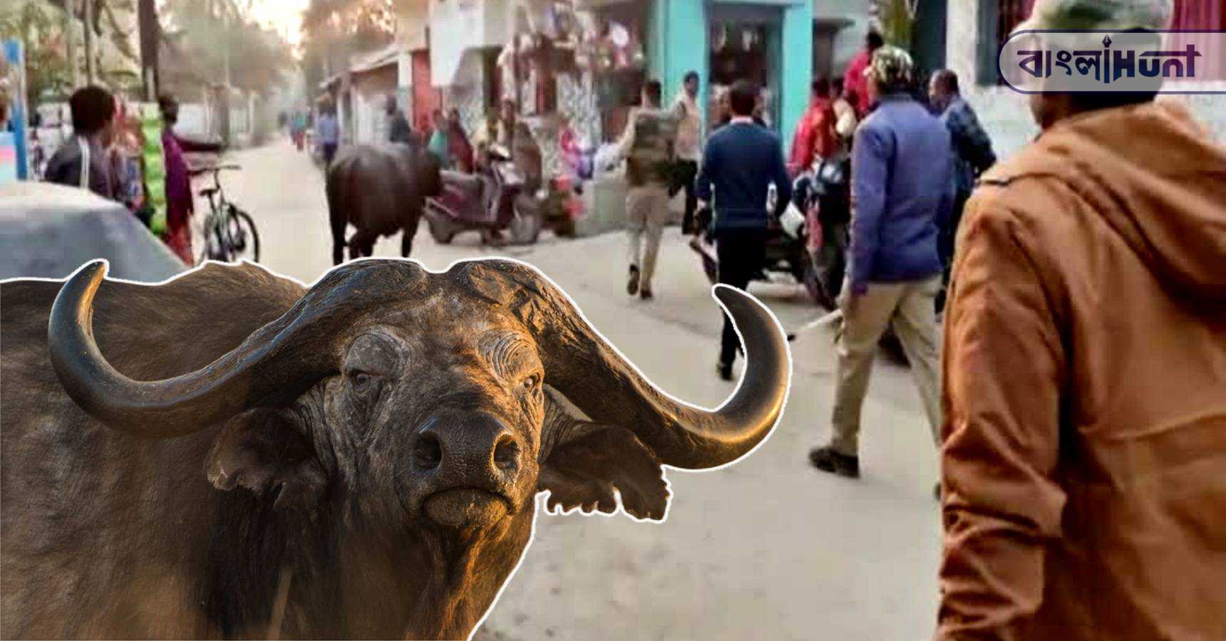 buffalo chase