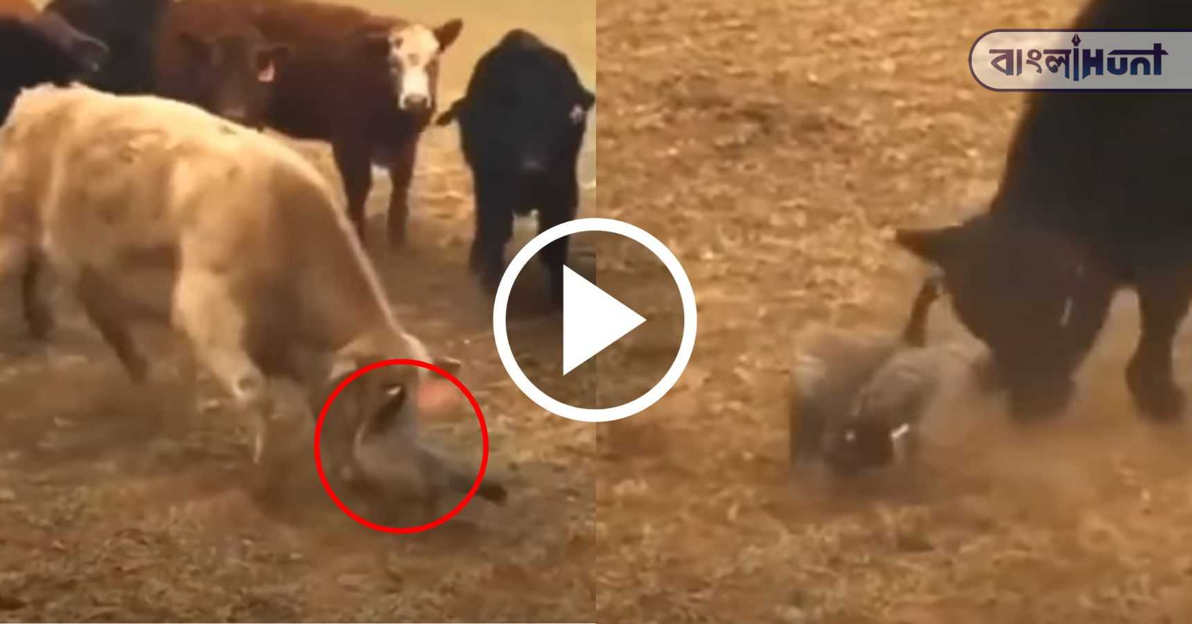 cow duck viral video