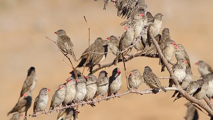 Red Billed Quelea