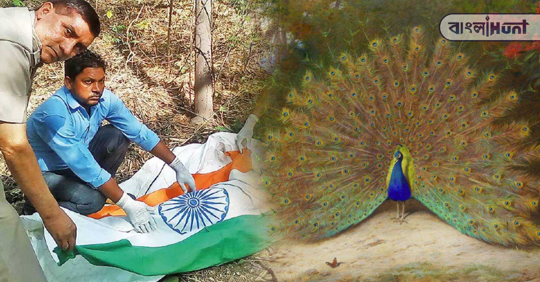 peacock funeral india 1