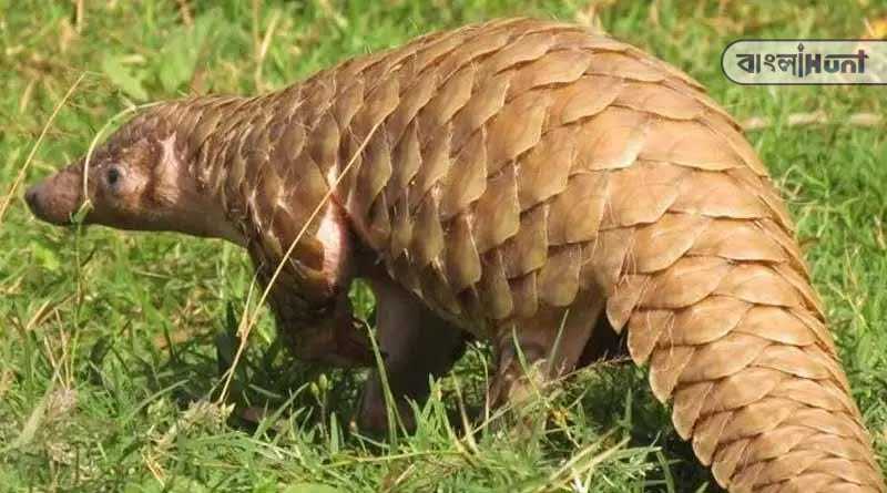 Pangolin